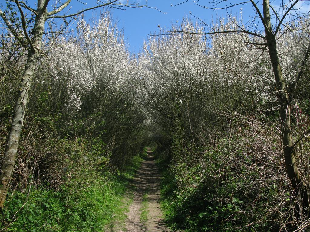 La Flore Marine Saint-Jouin-Bruneval Exteriér fotografie